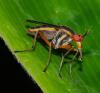 Thecomyia longicornis